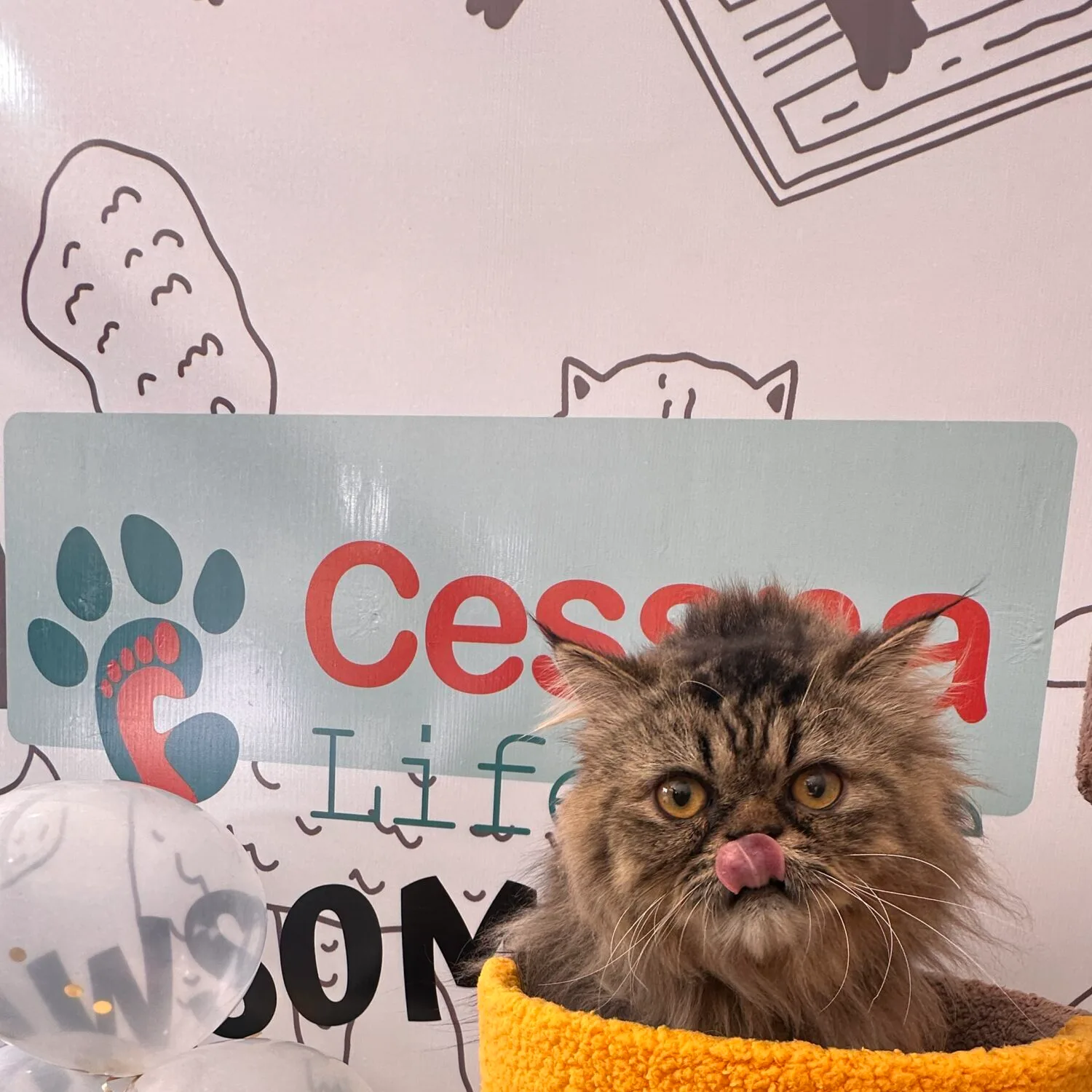 Cessna Lifeline - Trusted Veterinary Hospital