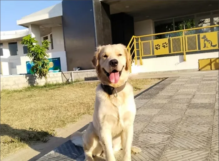 Cessna Lifeline pet boarding and retreat facility