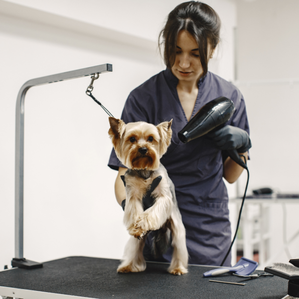 Derma Procedures