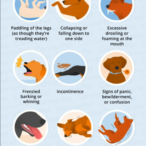 Dog Neuro
