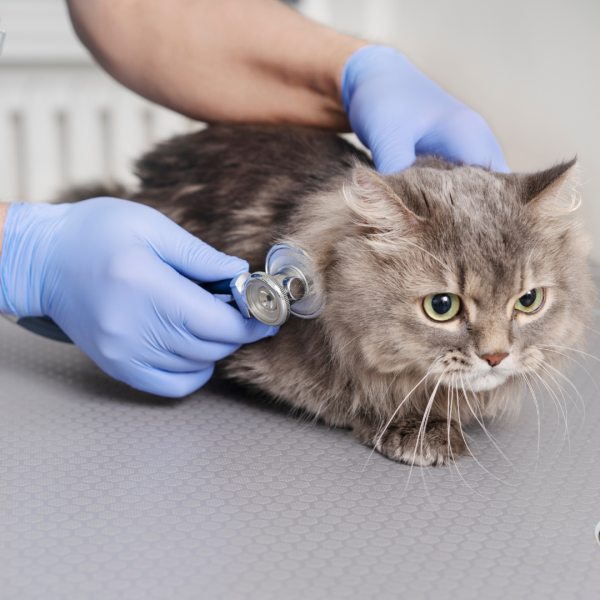 Genetic and Breed Testing