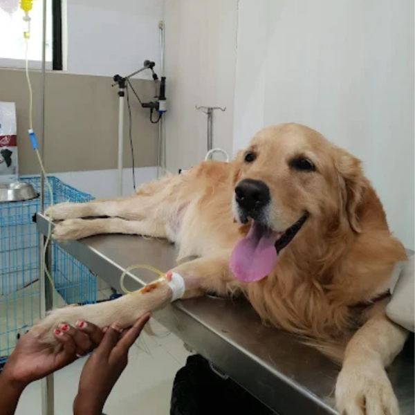 skin infections & parasite